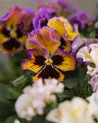 Fiol Moulin Rouge - fargemiks med bølget kant