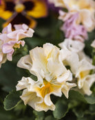 Fiol Moulin Rouge i hagen - kompakt ettårig blomst 15-20 cm høy