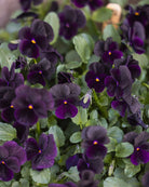 Detaljbilde av Fiol Black Prince som viser blomstenes unike mørke farge