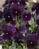 Fiol Black Prince plante med karakteristiske mørke blomster og grønne blad