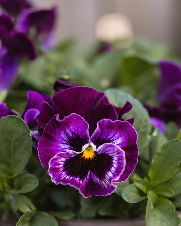 Frizzle Sizzle Raspberry fiol nærbilde - livlige rosa blomster med bølgete kronblad