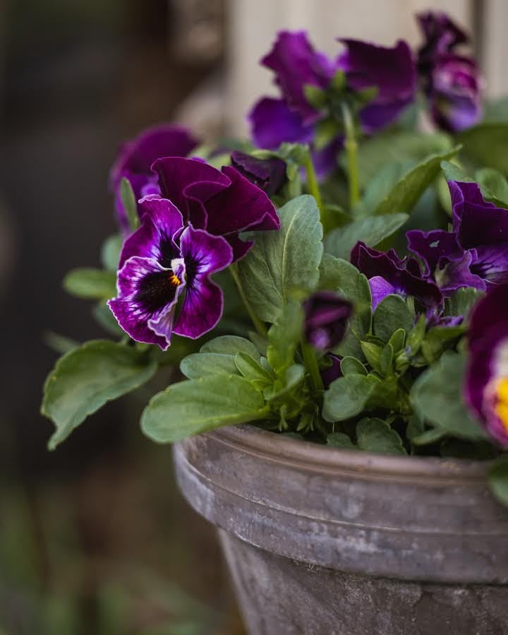 Bringebærrosa fioler Frizzle Sizzle - insektsvennlig ettårig blomst