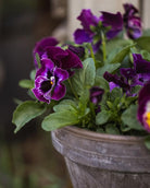 Bringebærrosa fioler Frizzle Sizzle - insektsvennlig ettårig blomst