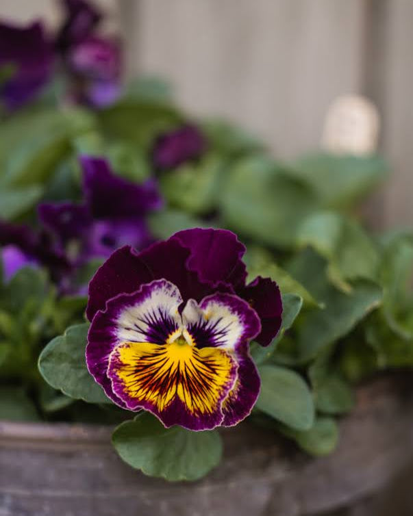 Viola tricolor Frizzle Sizzle Raspberry - spiselig fiol med frisk rosa farge