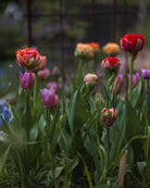 Tulipan Double Gudoshnik – kraftig lang stengel med imponerende fylt blomst, høyde ca. 50 cm