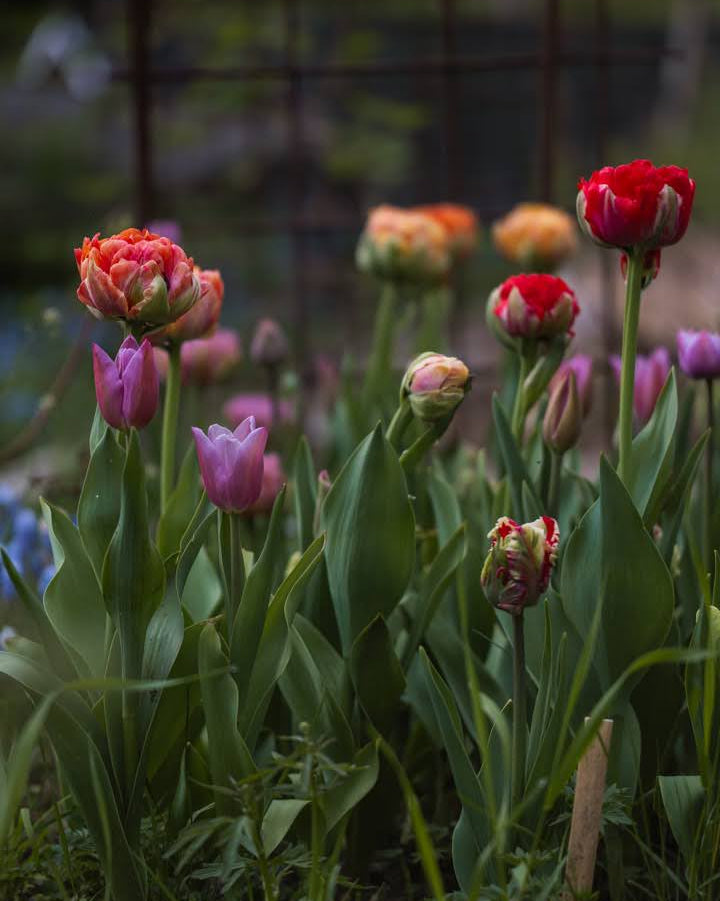 Tulipan Double Gudoshnik – kraftig lang stengel med imponerende fylt blomst, høyde ca. 50 cm