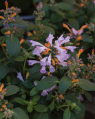 Anisisop Arizona Sunset med spektakulære solnedgangsfarger i korall og oransje