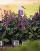 Rødsalvie Summer Jewel Lavender i full blomst - perfekt til krukker