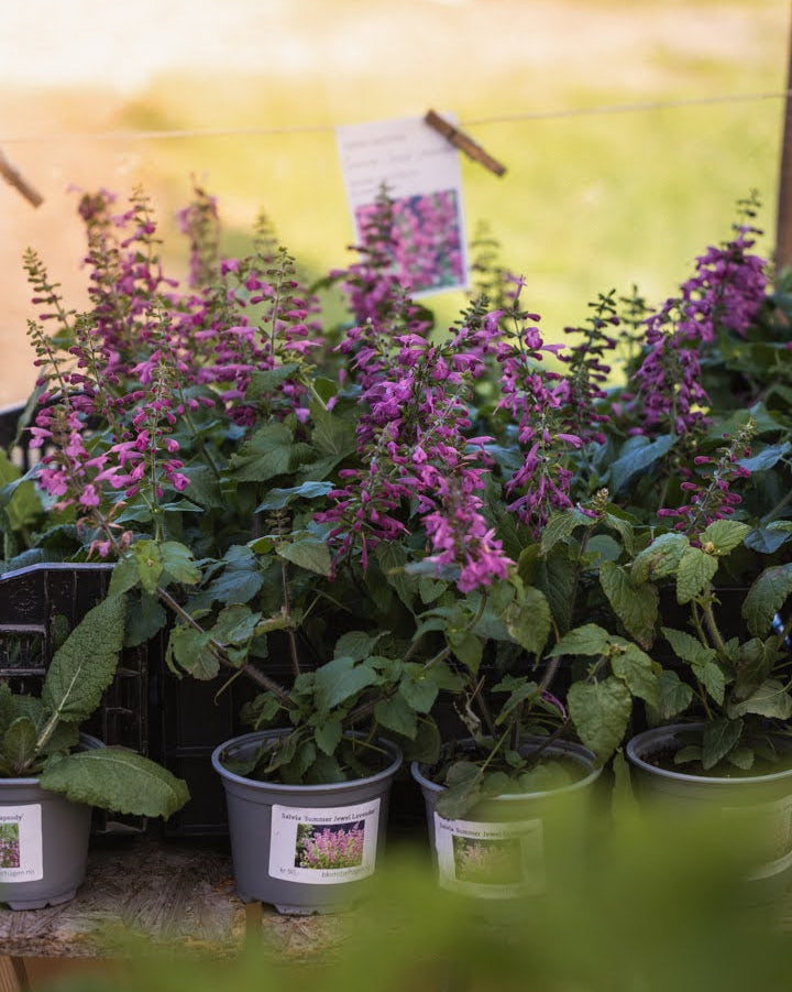 Rødsalvie Summer Jewel Lavender i full blomst - perfekt til krukker