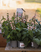 Rødsalvie Summer Jewel Pink busket vekst i bed