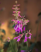 Kolibrimynte Heather Queen med lange lilla-rosa blomsteraks