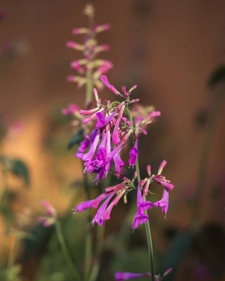 Kolibrimynte Heather Queen med lange lilla-rosa blomsteraks