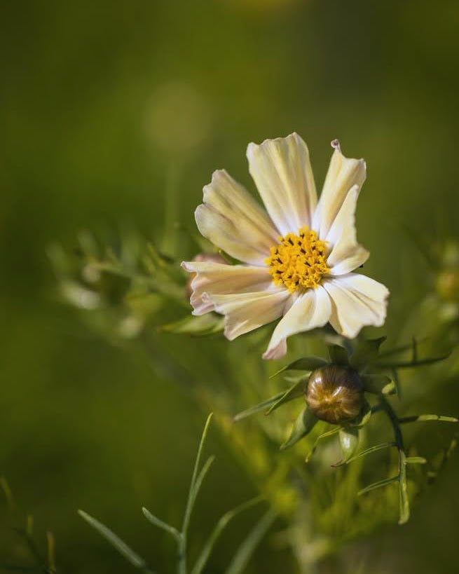 Cosmos Kiiro i full blomst i hagen - gule blomster på lange stilker