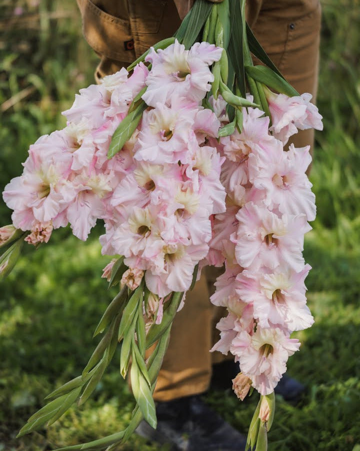 Mon Amour gladiol løk romantisk sort med blushrosa og kremhvite nyanser