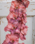 Rusty Chestnut gladiol løk med kastanjebrun rust og kobberfarger