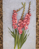 Gladiol Rusty Chestnut kobber og ferskentoner i varme rustnyanser