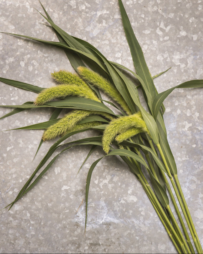 Storbusthirse Lowlander - dekorative grønne blomsteraks