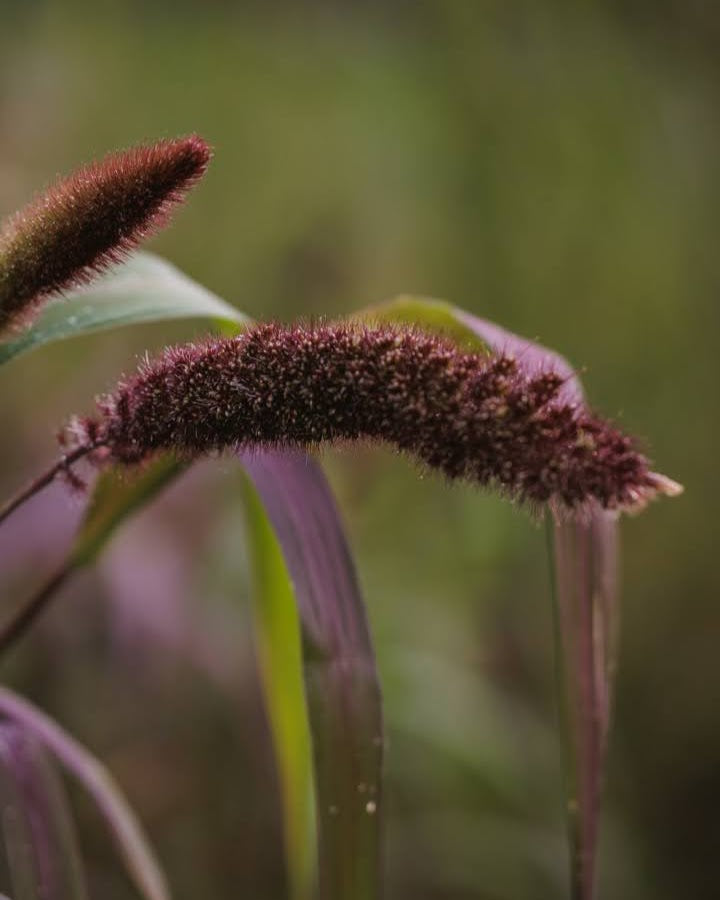 Storbusthirse Red Jewel - dramatiske røde aks perfekt som snittblomst