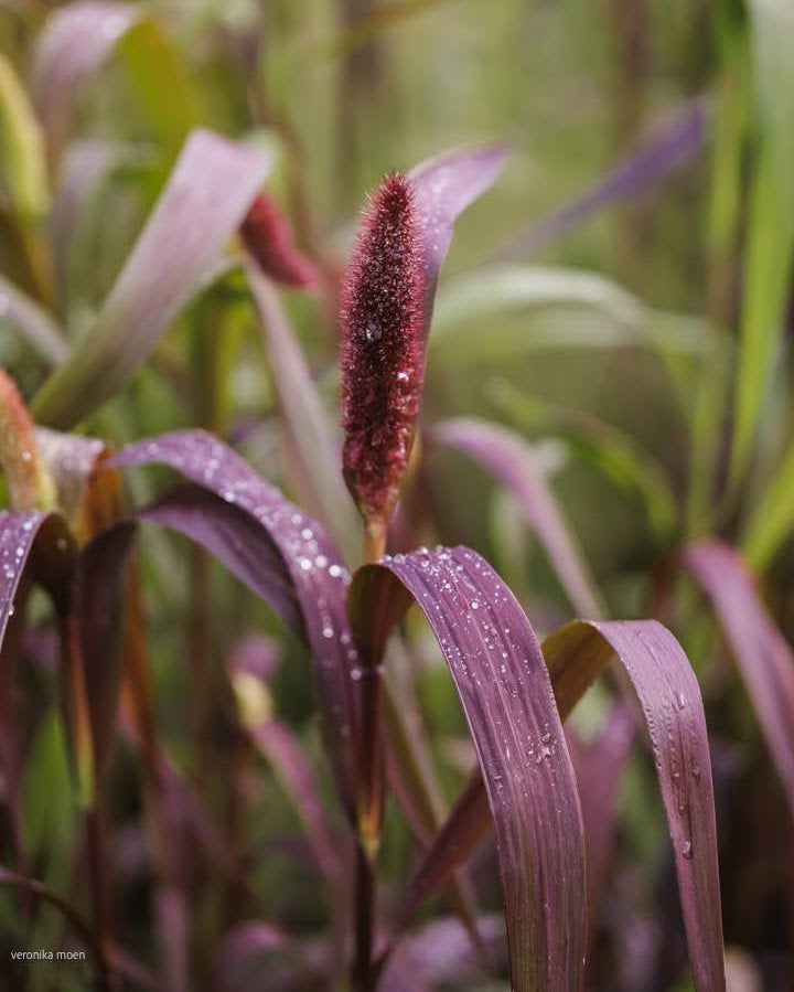 Storbusthirse Red Jewel nærbilde - Panicum miliaceum med røde aks