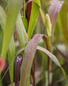 Storbusthirse Red Jewel - ettårig prydgress i rødlige toner