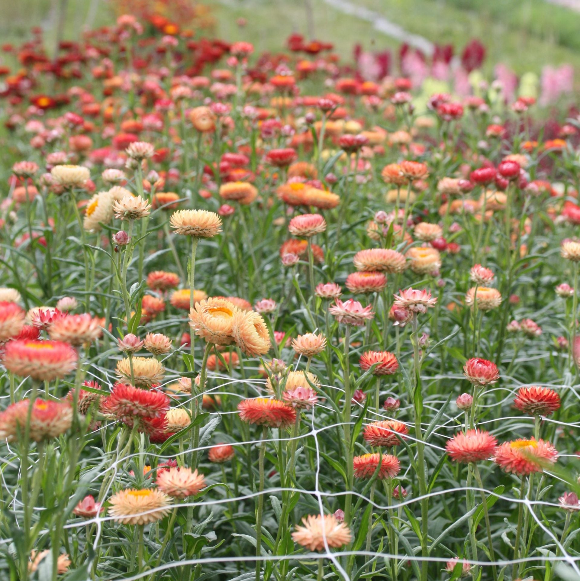 høststråblomst apricot peach mix