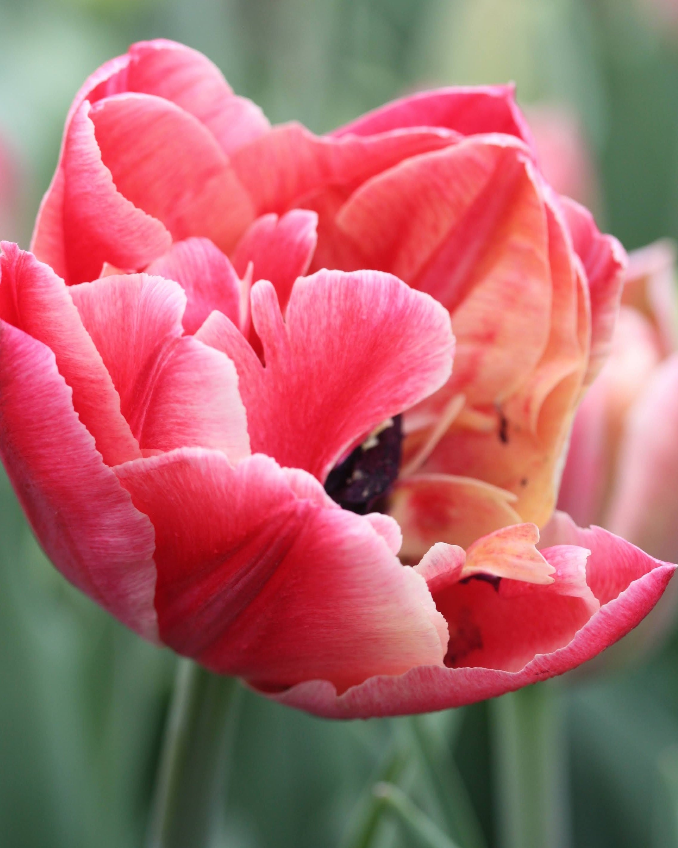 Tulipan Verona Sunrise – nærbilde av tett fylte kronblad med gradvis fargeovergang fra rosa til fersken