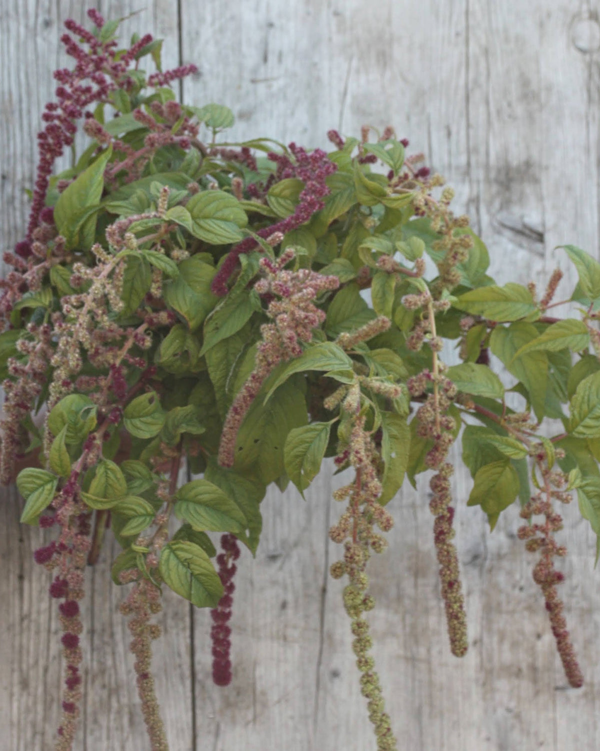 Amarant Mira – høyvokst ettårig blomst med lange, bevegelige blomsterstander i varierte jordtoner og rosa nyanser⠋