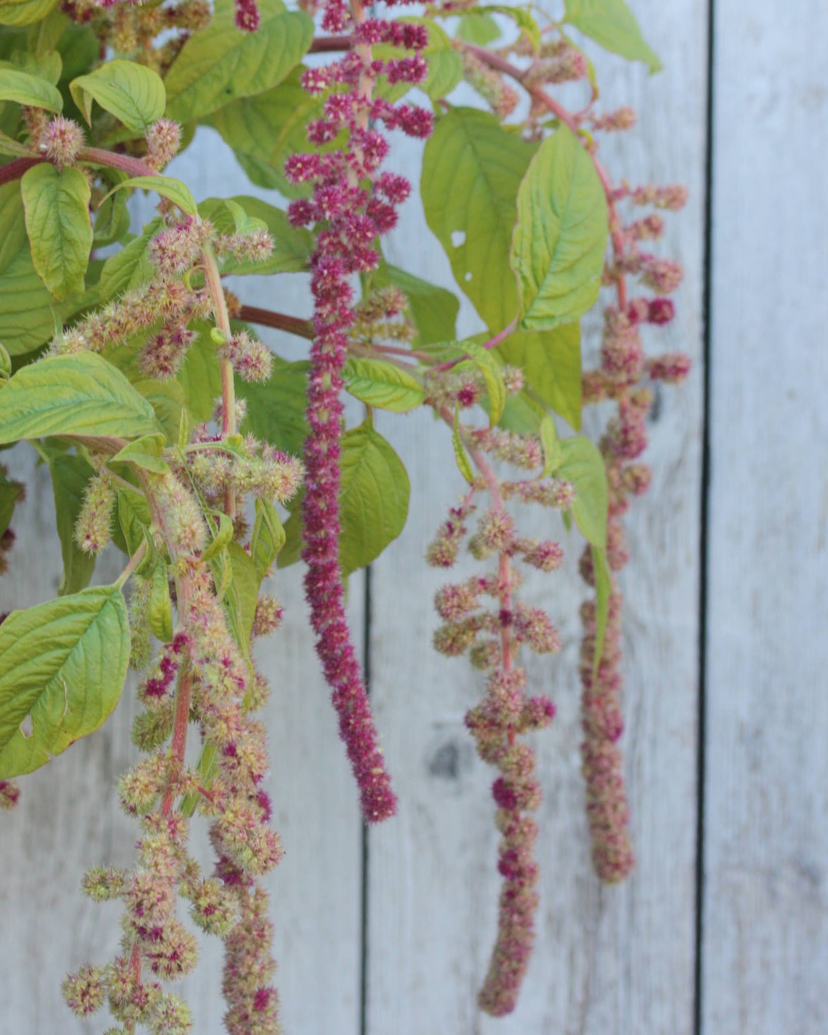 Amarant Mira – hengende blomsterstander i eplegrønt, gammelrosa og burgunder, ettårig amarant ca. 80 cm høy