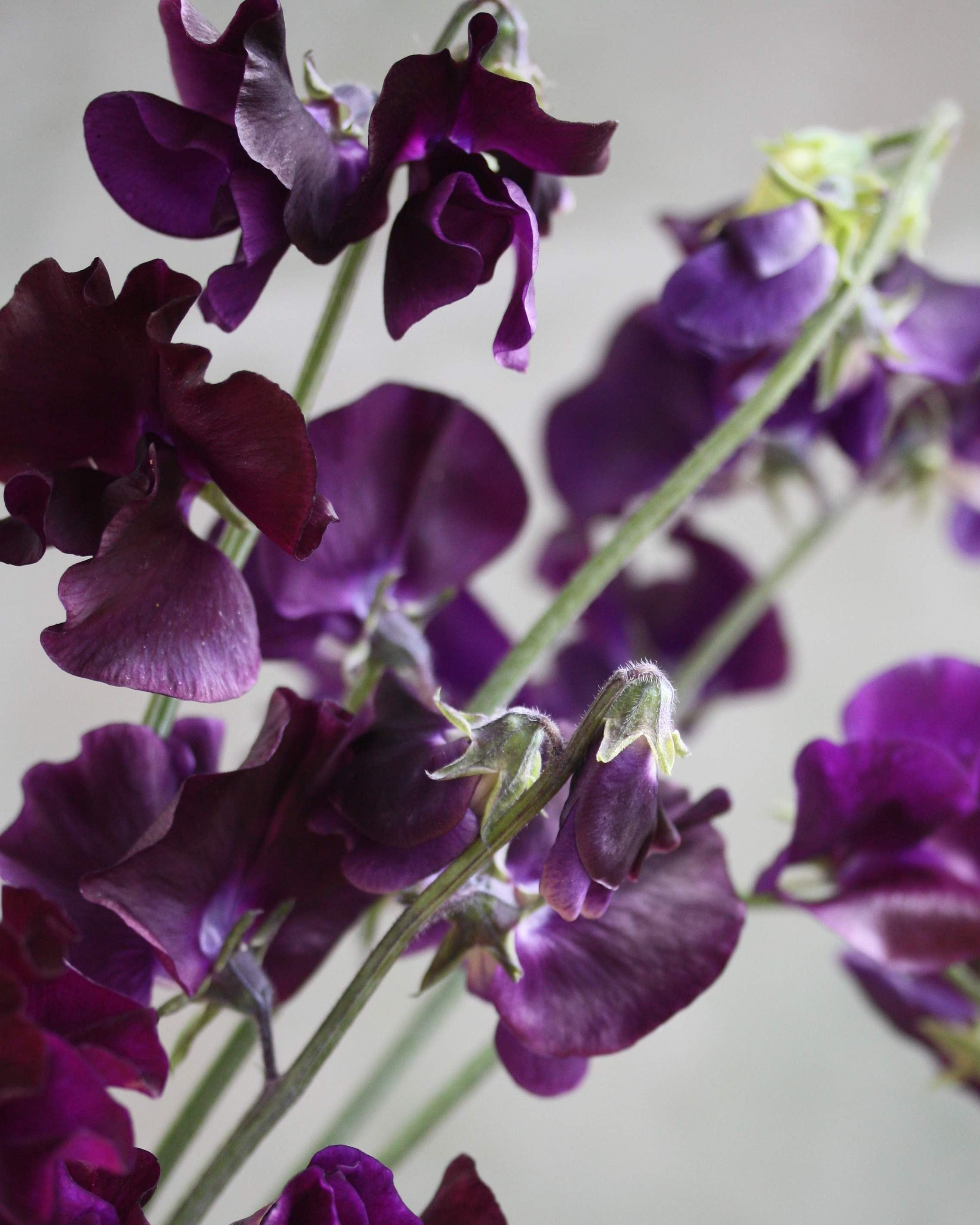 Erteblomst Just Jenny nærbilde av blomster med bølgete kant og dyp blå-lilla farge