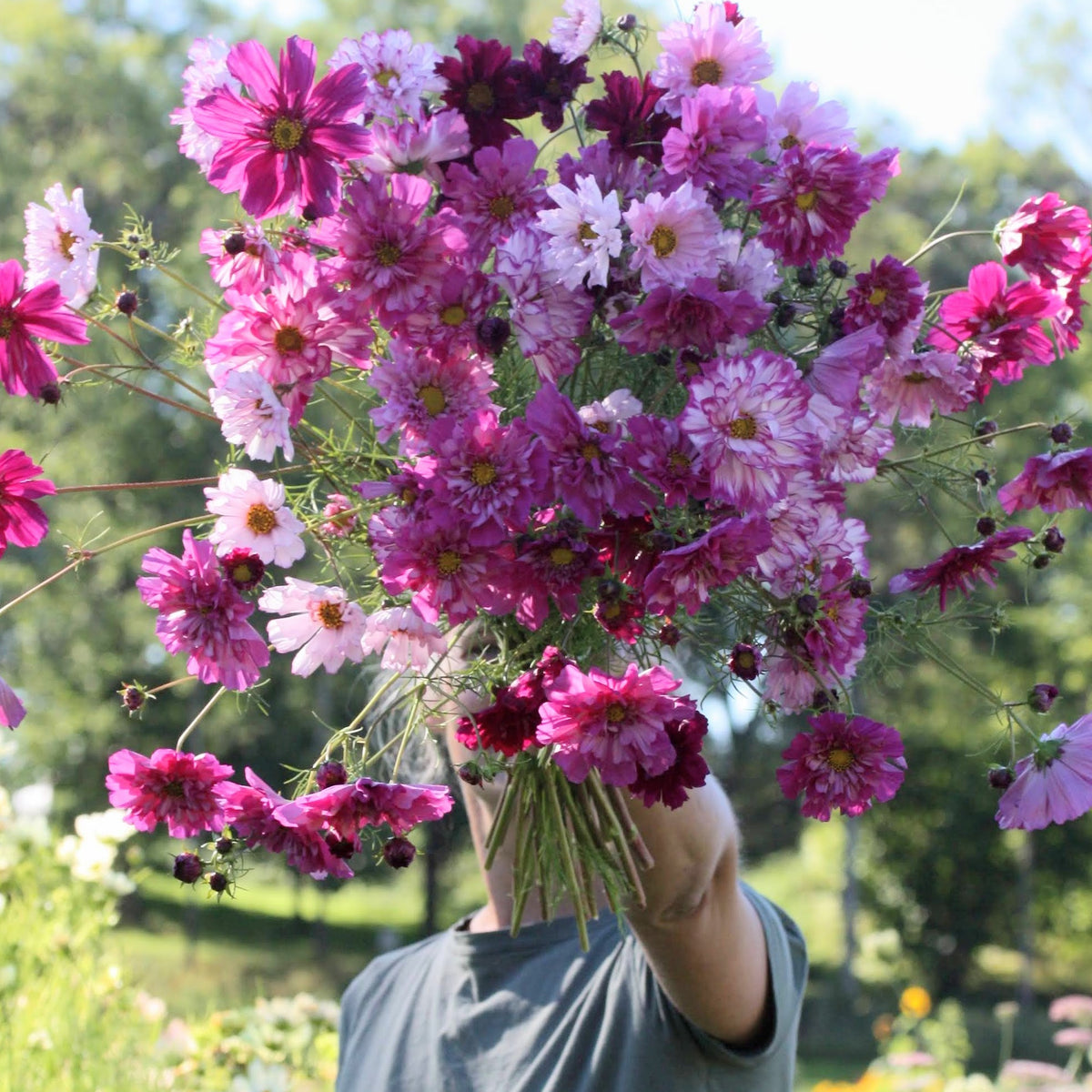 Cosmos Double Click Mix Frø - Ettårig | Blomsterhagen – Blomsterhagen ...