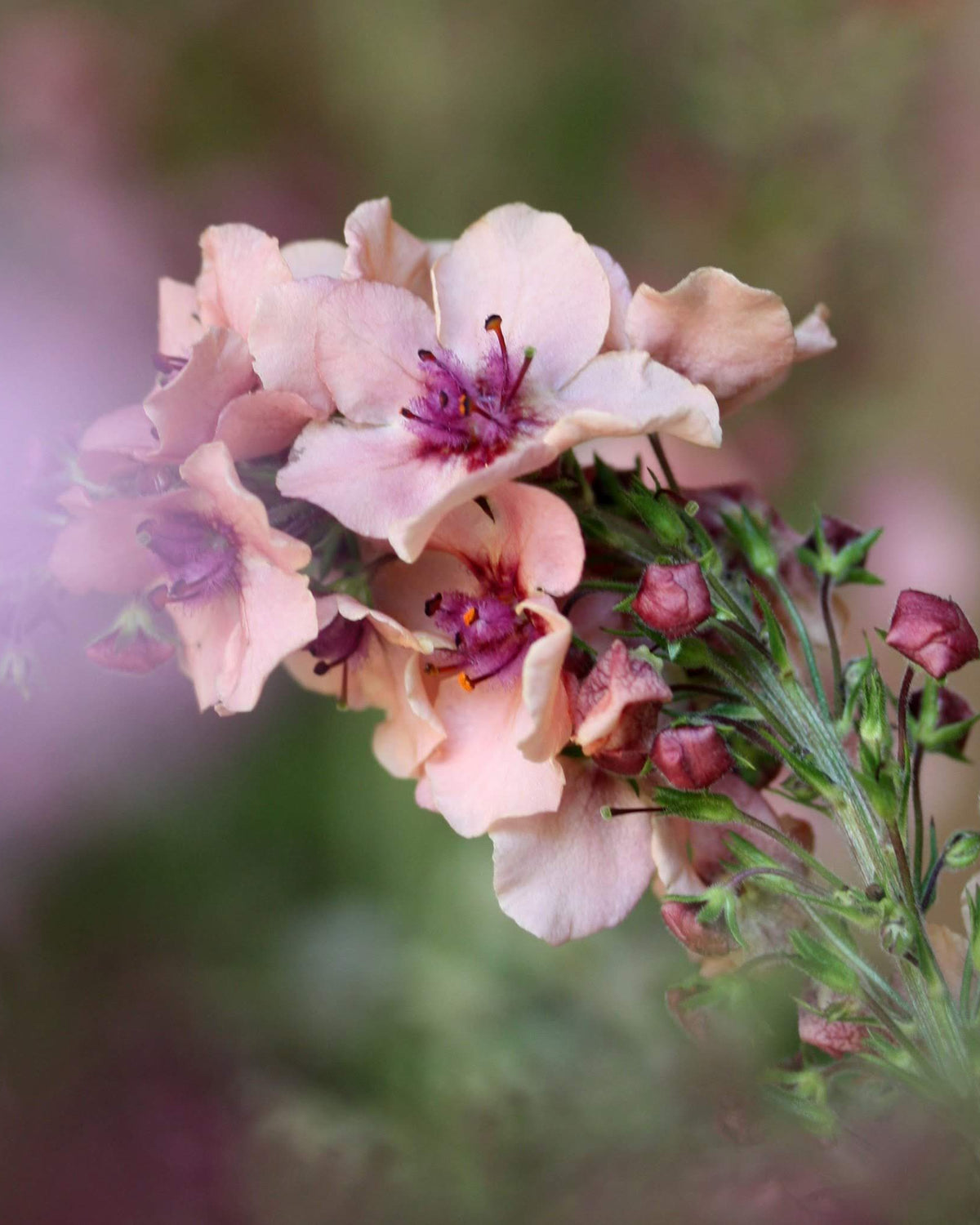 Kongslys Southern Charm – flerårig staude med blomster i gammelrosa, fersken og lavendelrosa med mørk purpurmidte