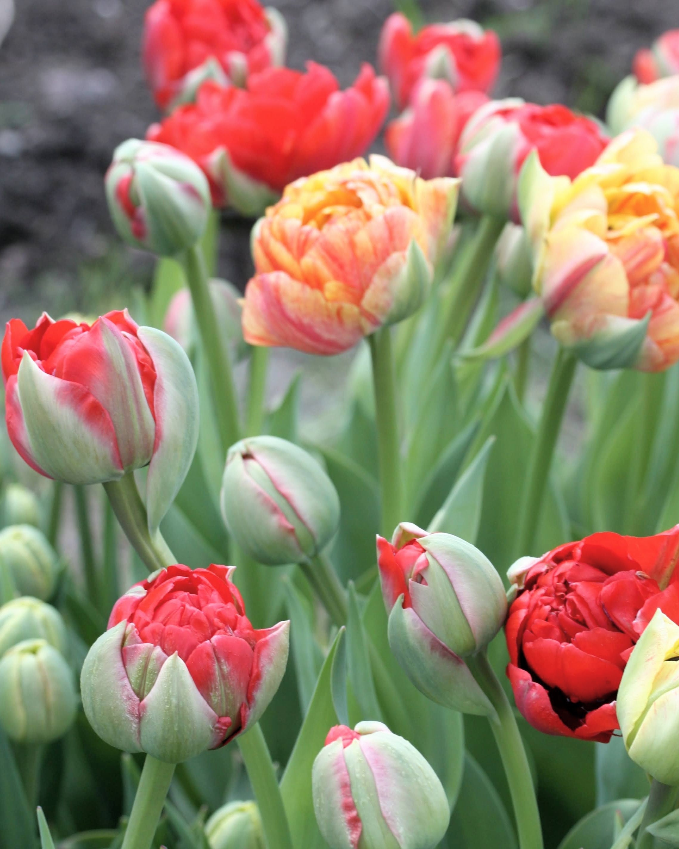 Tulipan Double Gudoshnik – halvåpen fylt tulipan med fargespill i korall, rosa og lys gul