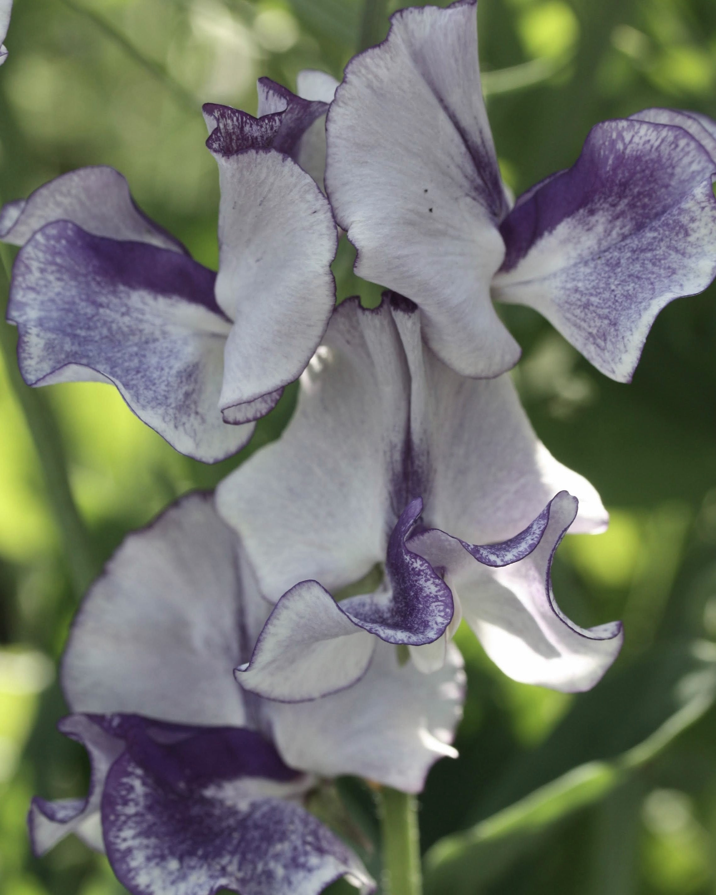 Erteblomst Night Sky med unikt mønster i mørkeblå og hvite flekker som en stjerneklar nattehimmel