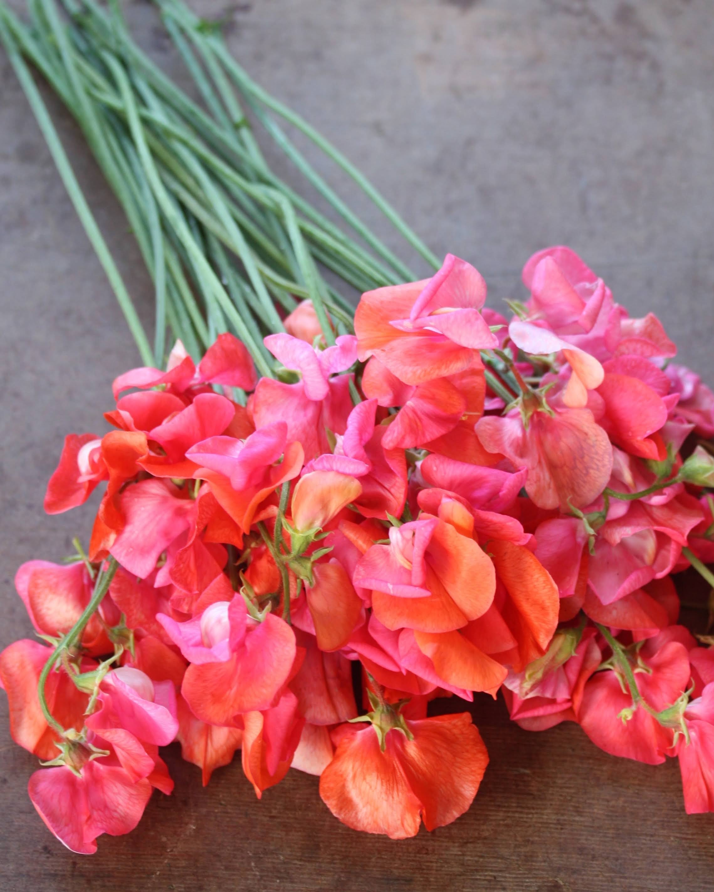 Nærbilde av Erteblomst Prince of Orange med unikt fargespill