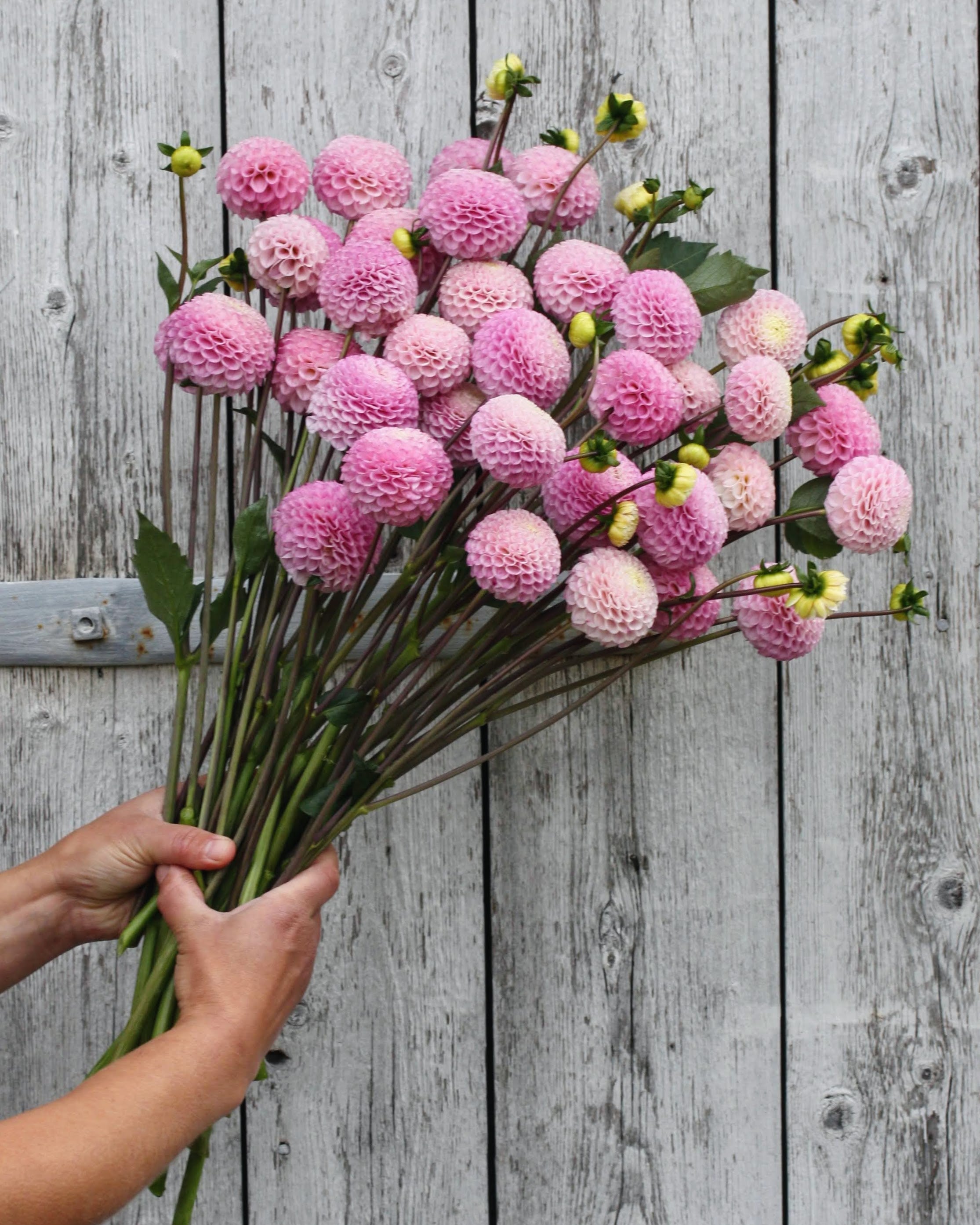 Georgine Maaike blomst - dekorativ georgine i hagen