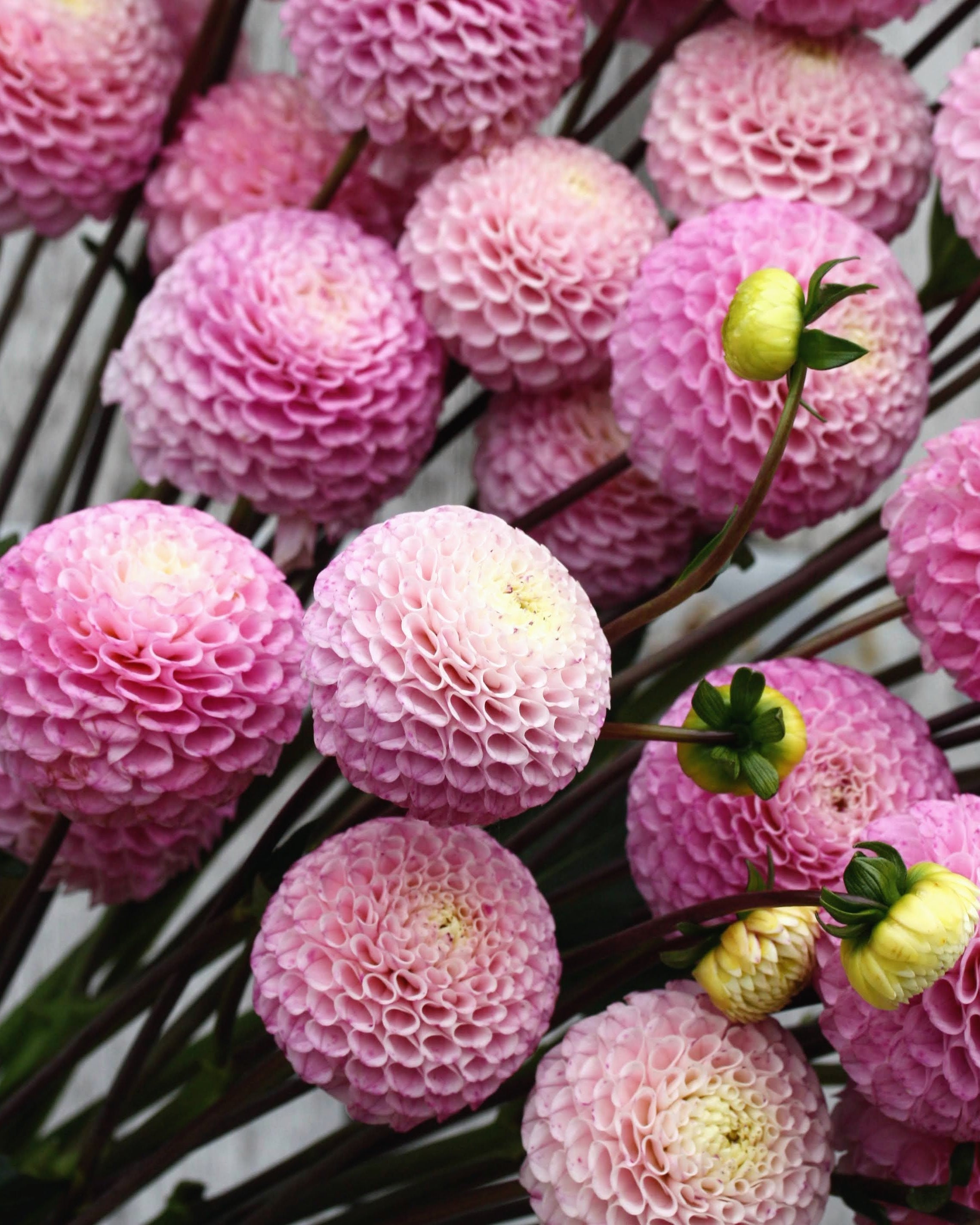 Nærbilde av Georgine Maaike dekorativ blomst