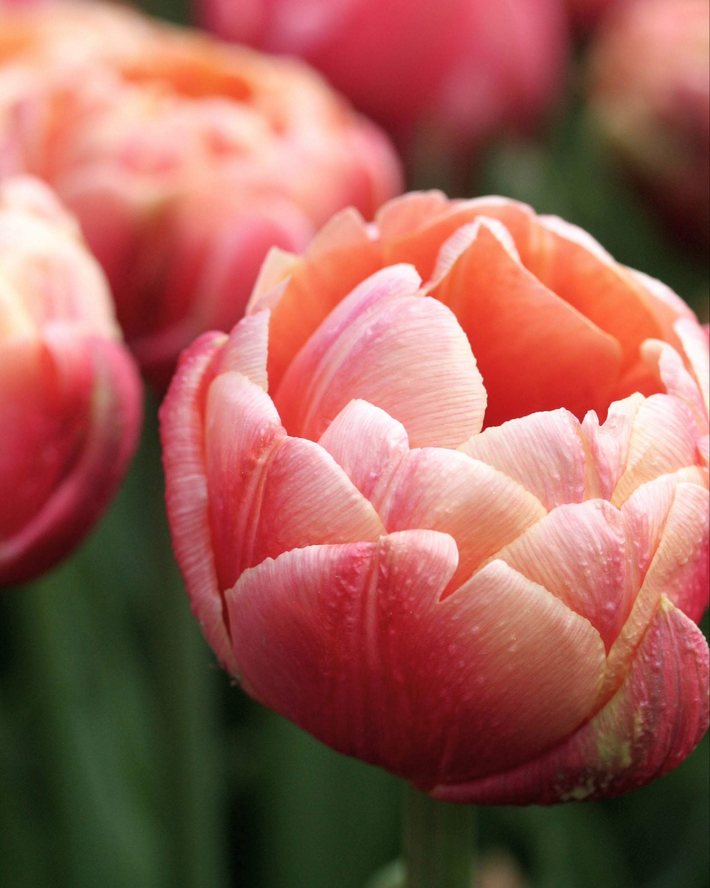 Tulipan La Belle Epoque – halvåpen fylt tulipan med varme fersken- og rosatoner