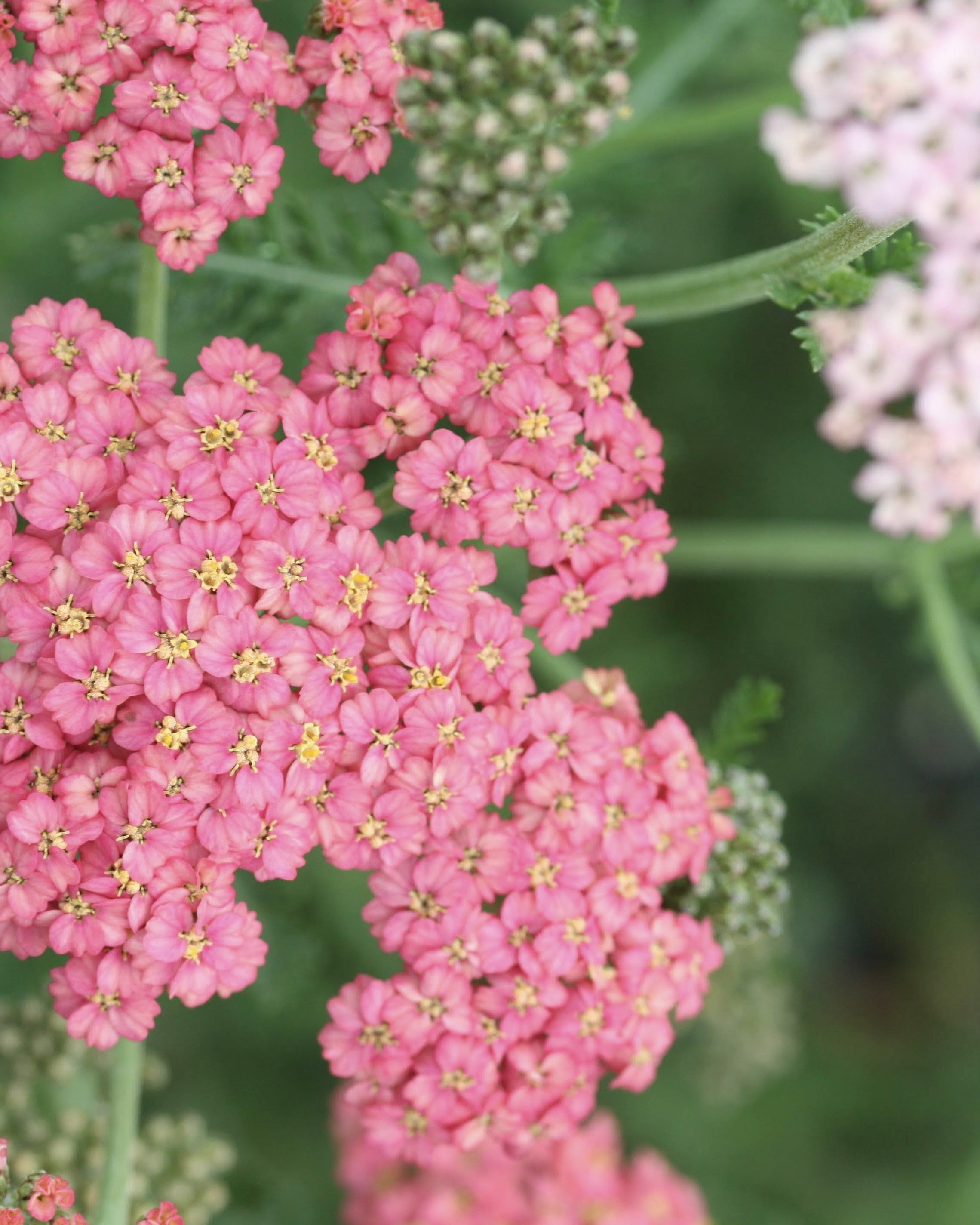 Bakkeryllik Summer Pastels - nærbildet av blomstene