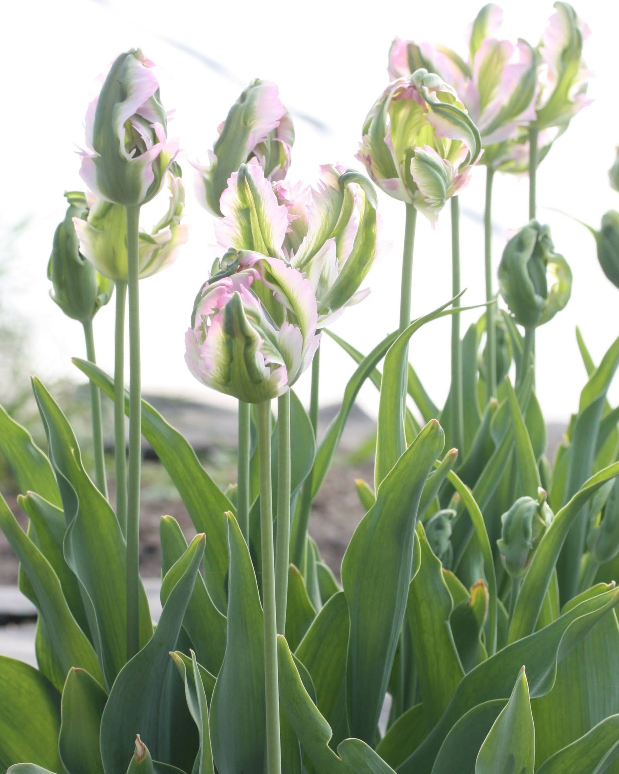 Tulipan Green Wave – halvåpen papegøyetulipan med karakteristiske vridde kronblad i hvitt og rosa