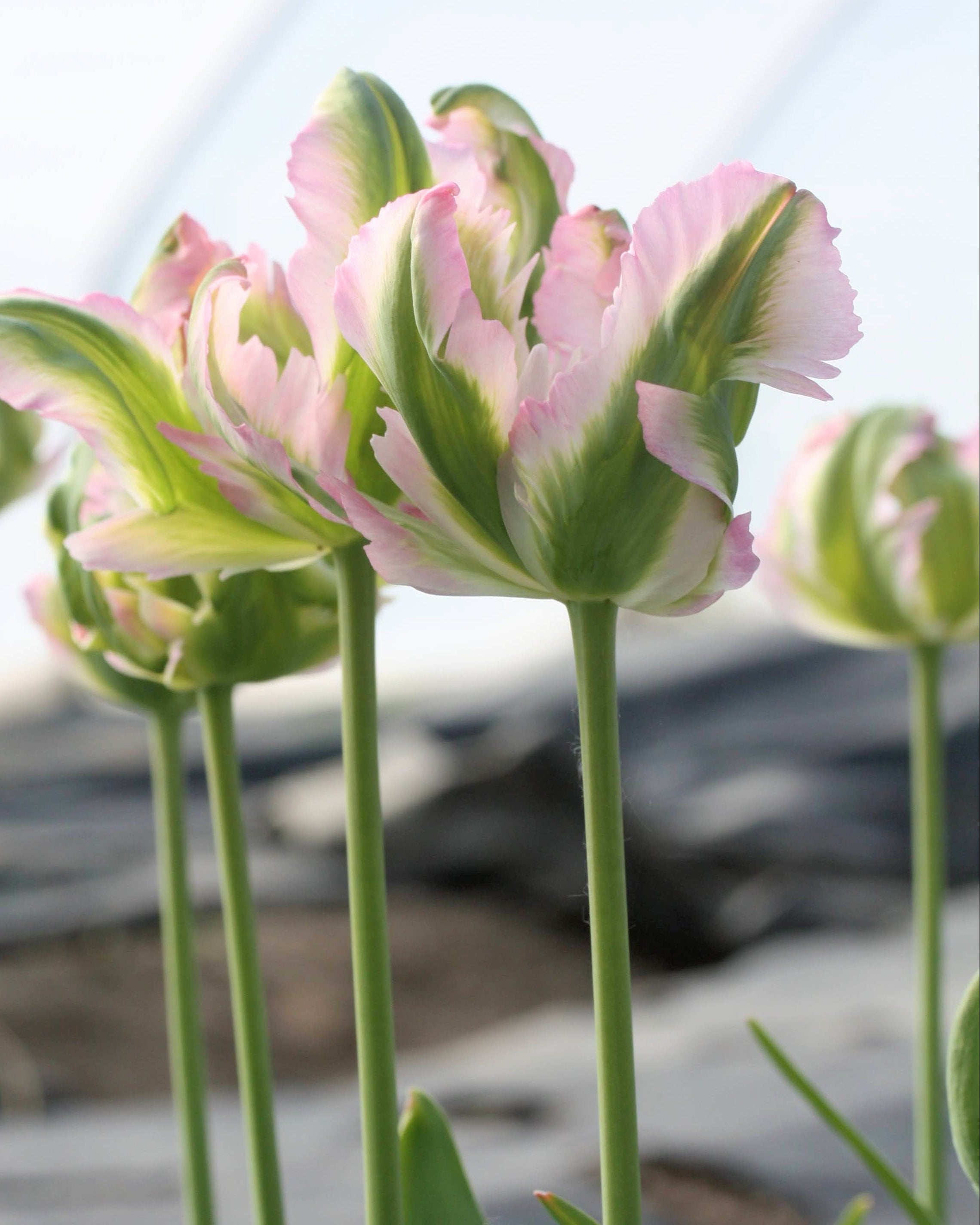 Tulipan Green Wave – lang kraftig stengel med spektakulær papegøyeblomst, høyde ca. 50 cm