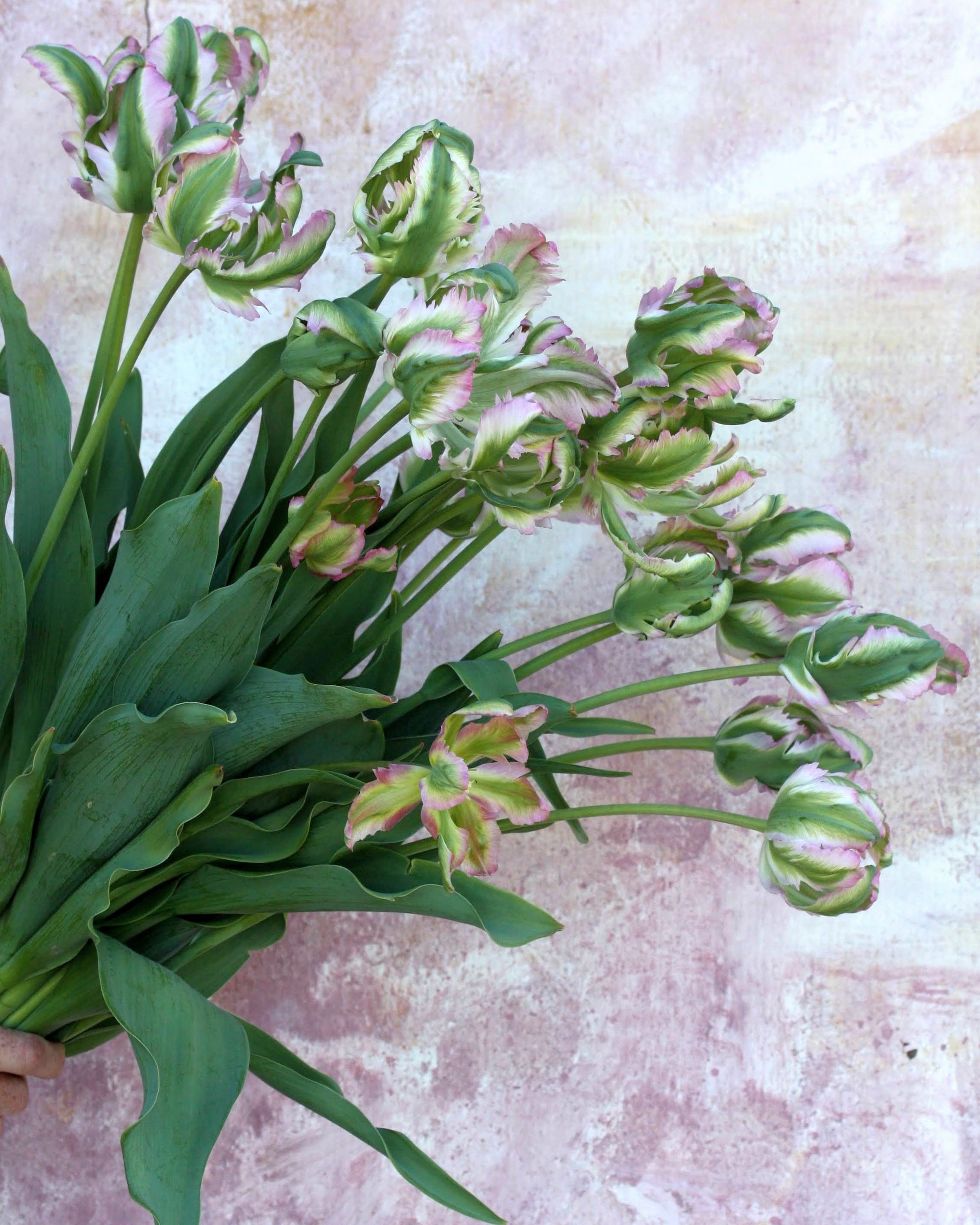 Tulipan Green Wave – fullt åpen papegøyeblomst med håndmalte tegninger i hvitt, rosa og grønt