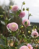 Georgine Maaike knoller - dekorativ georgine snittblomst