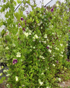 Klokkeranke Blå - blomster i ulike modningsstadier fra grønn til blåfiolett