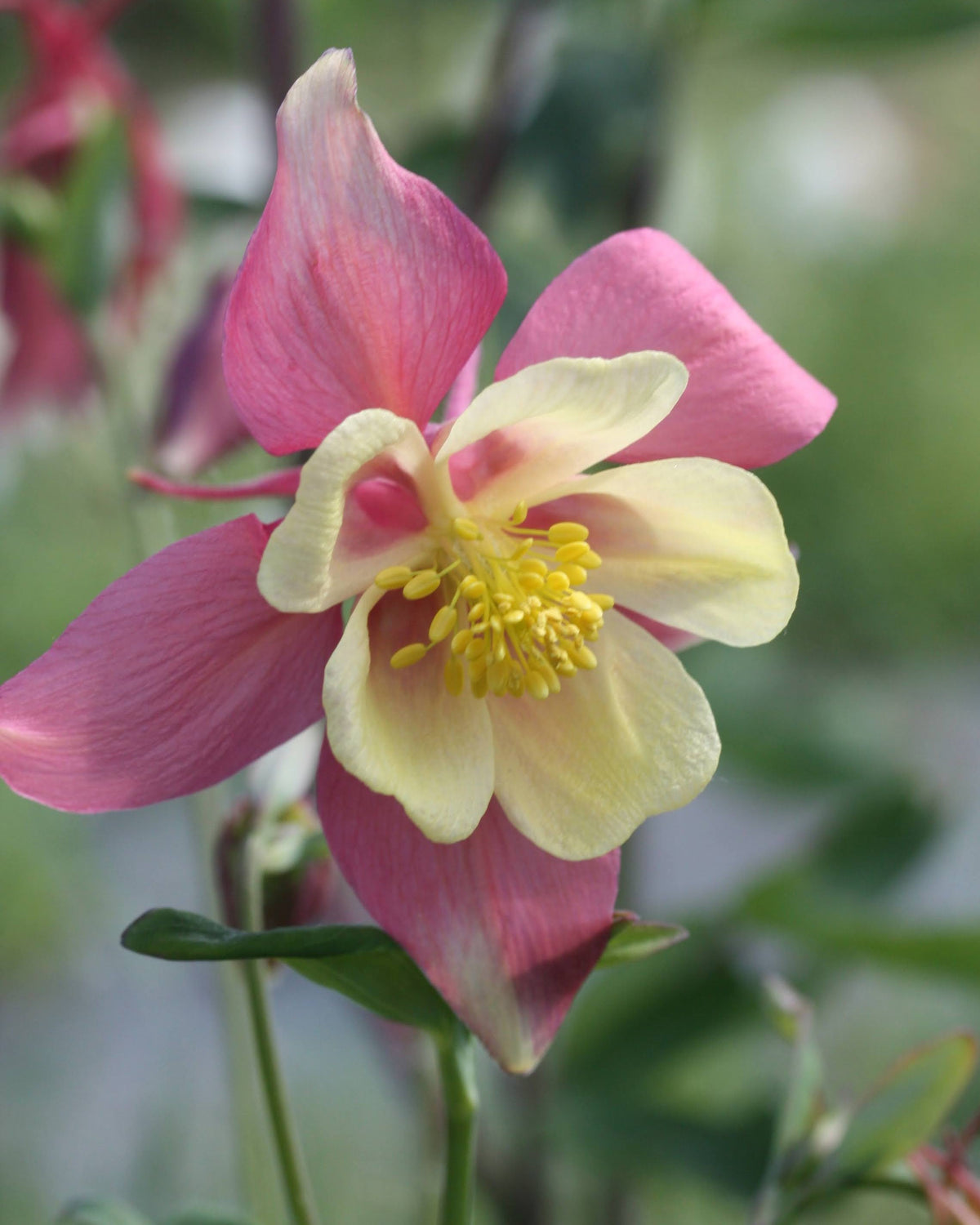 Akeleie Swan Pink Yellow – bedårende korallrosa og varmgule blomster med dekorative tegninger i kronbladene
