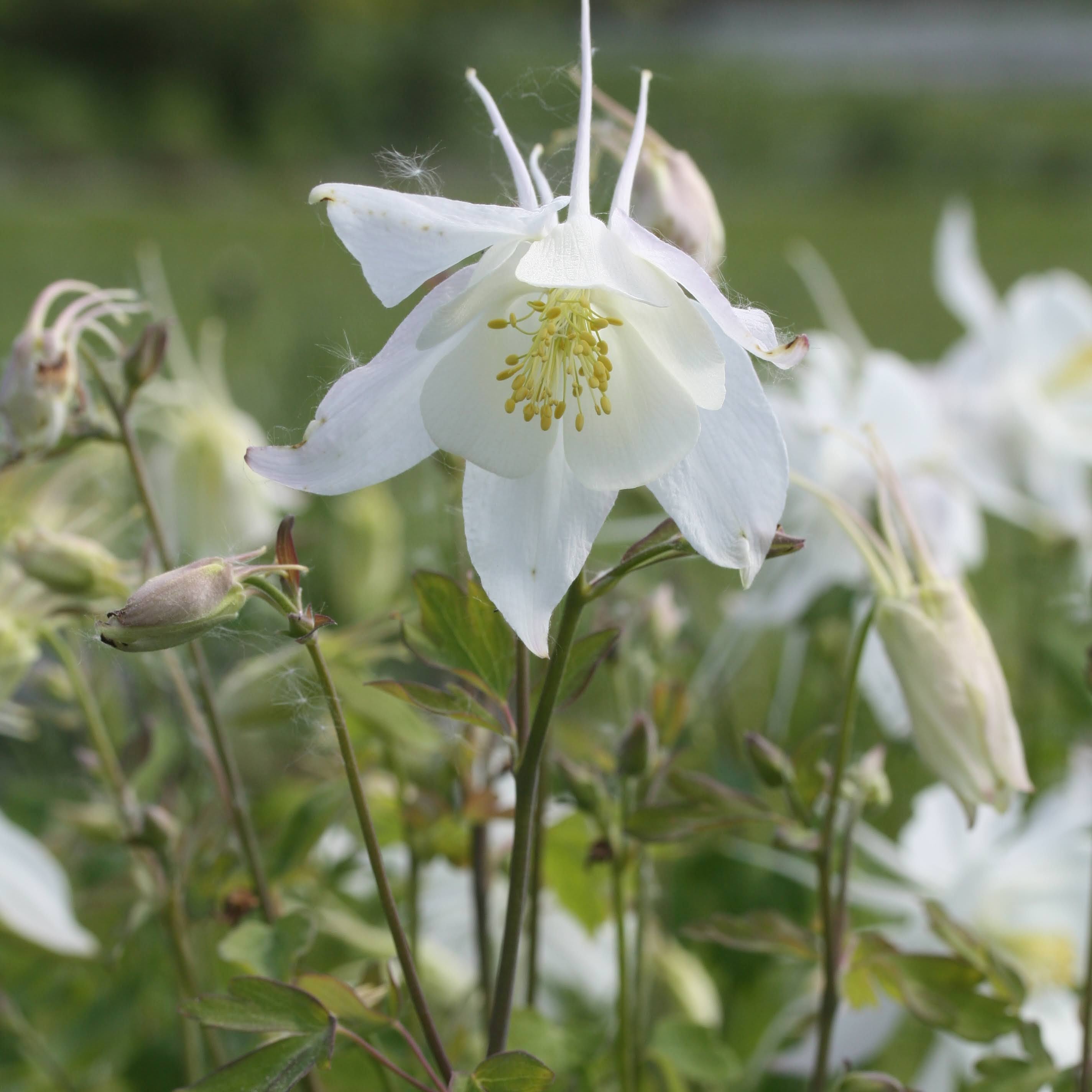 Akeleie Swan White perfekt som snittblomst i bukett