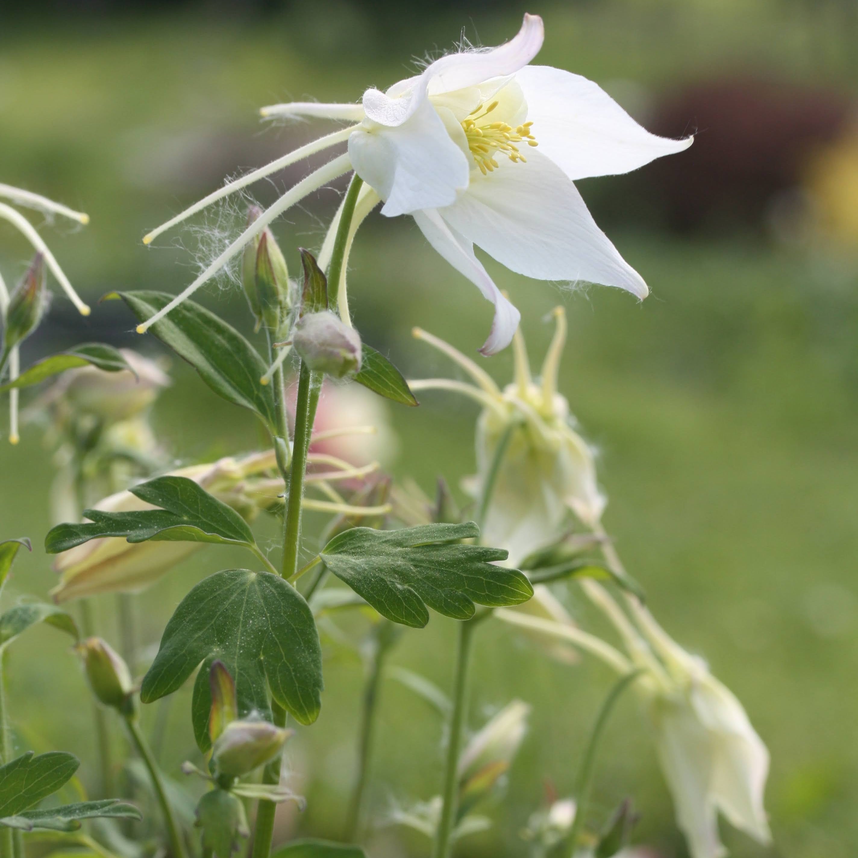 Akeleie Alaska flerårig blomst i bed