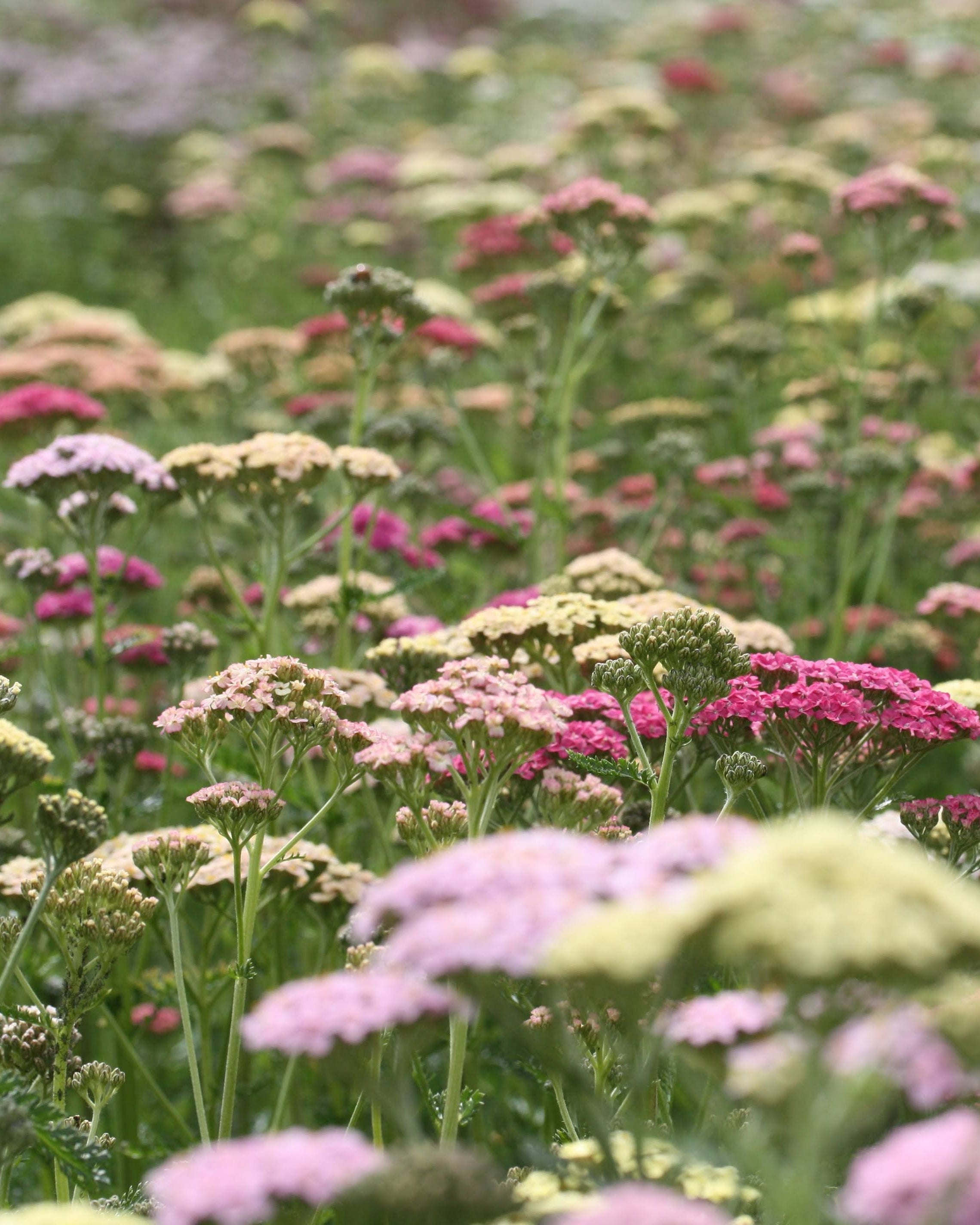 Bakkeryllik Summer Pastels - vakre skjermblomster