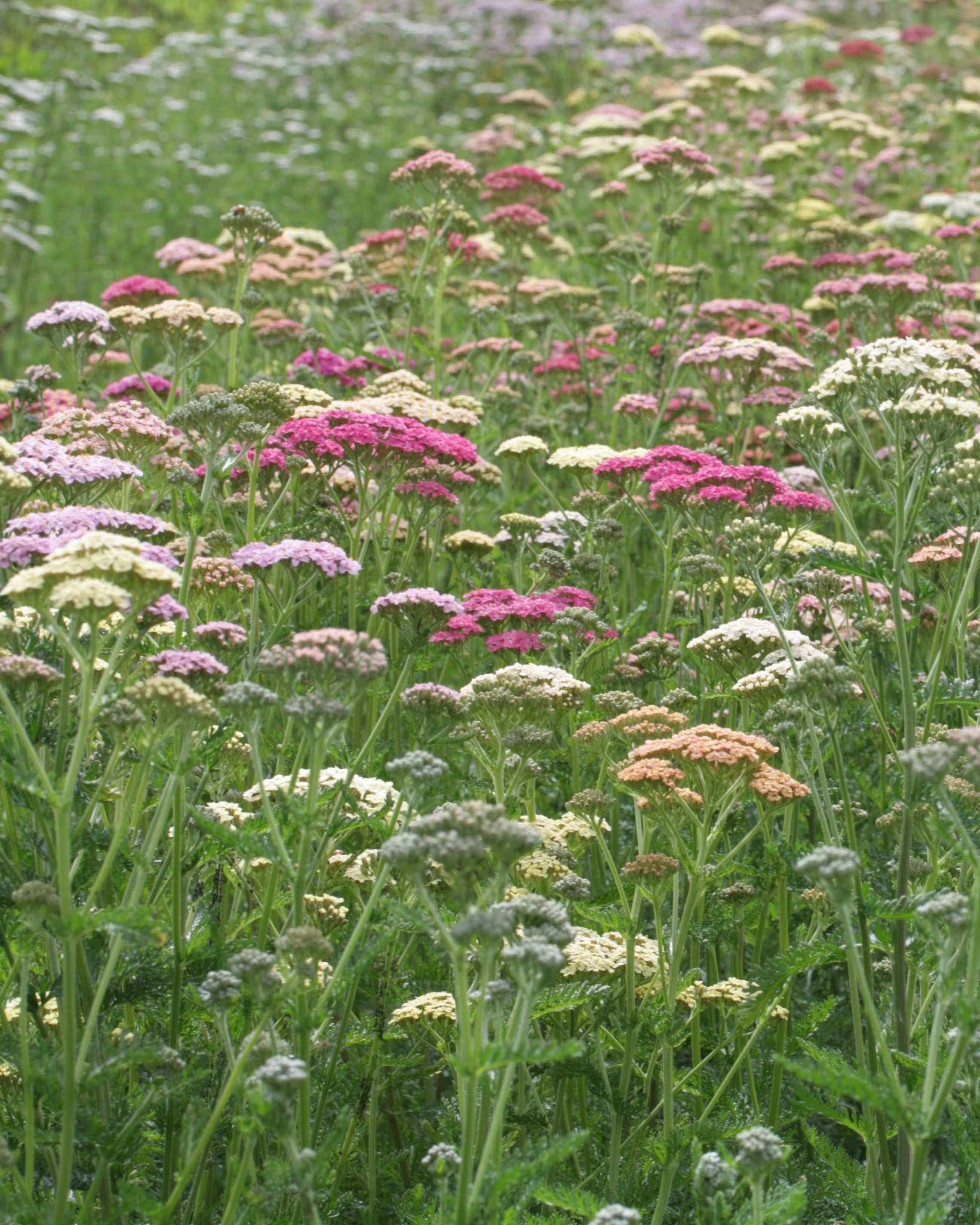 Bakkeryllik Summer Pastels - flerårig snittblomst