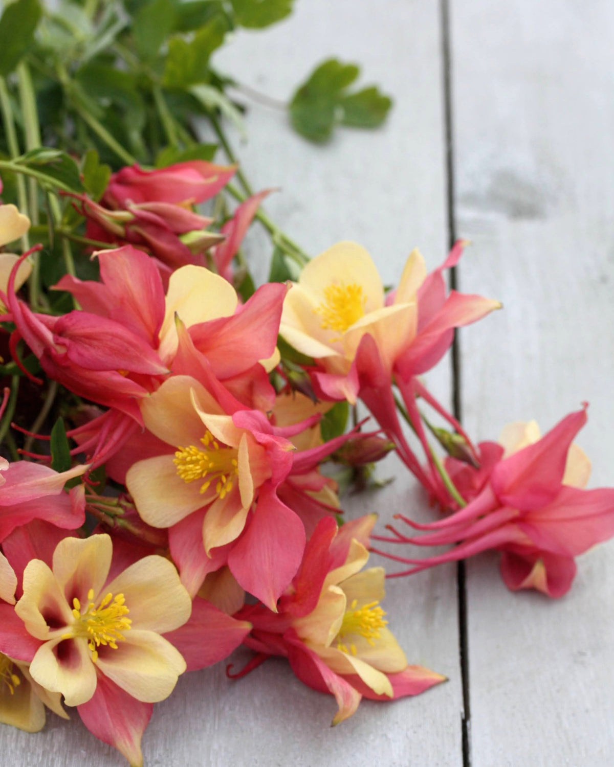 Akeleie Oregon Swan Pink Yellow – iøynefallende korallrosa og gule blomster, tidlig sommerblomstrende staude