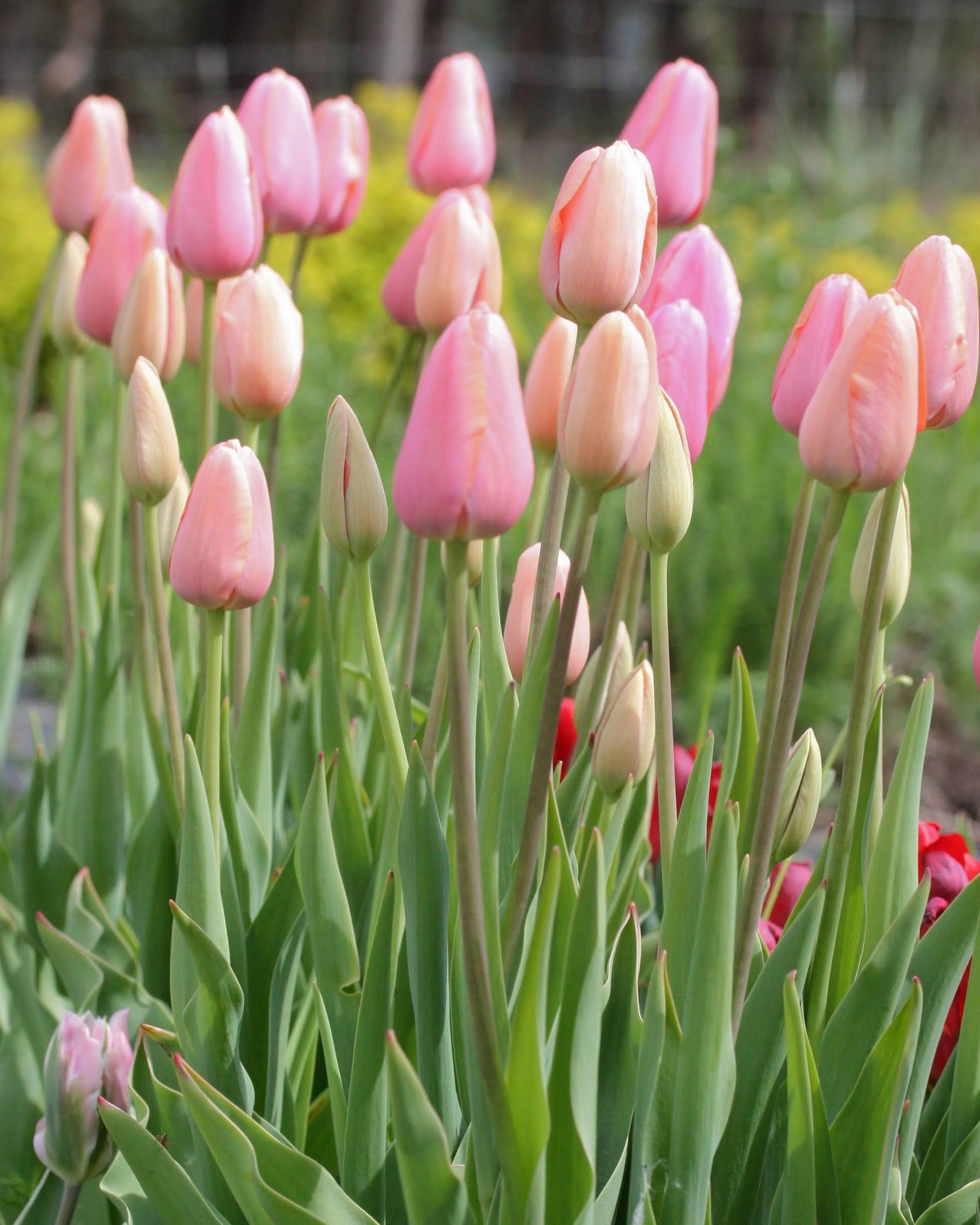 Tulipan Menton – lukket knopp i varm korallrosa på høy elegant stengel